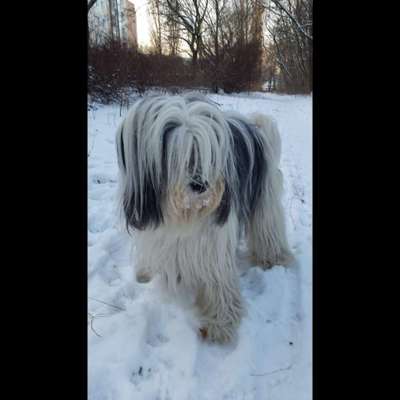 Dogorama Photo Challenge - Winterstimmung-Beitrag-Bild