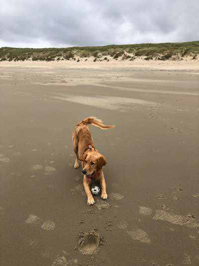 Golden Retriever-Beitrag-Bild