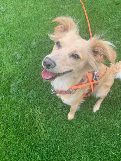 Hund aus dem Spanischen Tierschutz-Beitrag-Bild