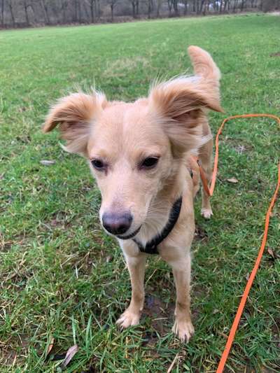 Hund aus dem Spanischen Tierschutz-Beitrag-Bild