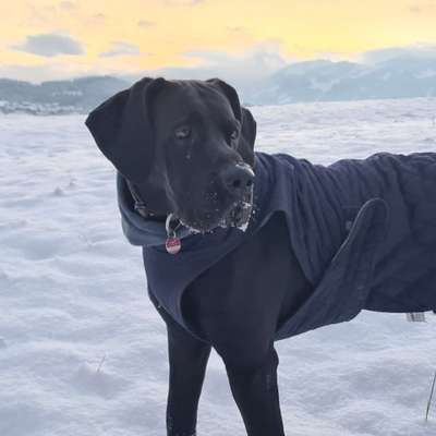 Hundetreffen-Training für Mensch und Hund-Bild