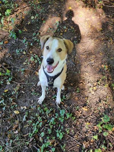 Mischlingshunde Foto Aufruf-Beitrag-Bild