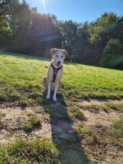 Mischlingshunde Foto Aufruf-Beitrag-Bild