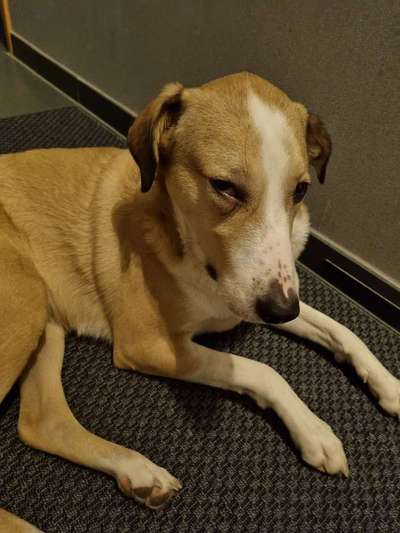 Kaumuskelmyositis-Beitrag-Bild