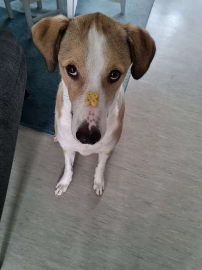 Mischlingshunde Foto Aufruf-Beitrag-Bild