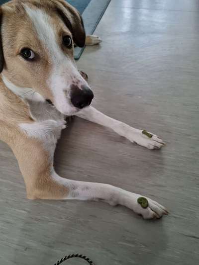 Mischlingshunde Foto Aufruf-Beitrag-Bild