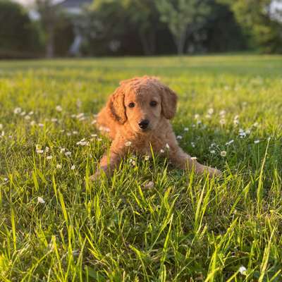 Hundetreffen-Playdate in Stelingen-Bild