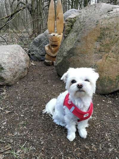 eure Spitznamen für die Vierbeiner-Beitrag-Bild