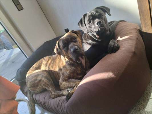 Hundetreffen-Spaziergang mit Hunden die gerne laufen-Bild