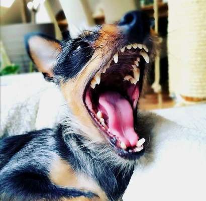 Zeige das lustigste Bild eures Hundis-Beitrag-Bild