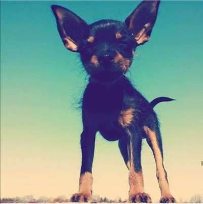 Fotochallange Nr. 57     PORTRÄT.   Beendet!!!!!!!!-Beitrag-Bild