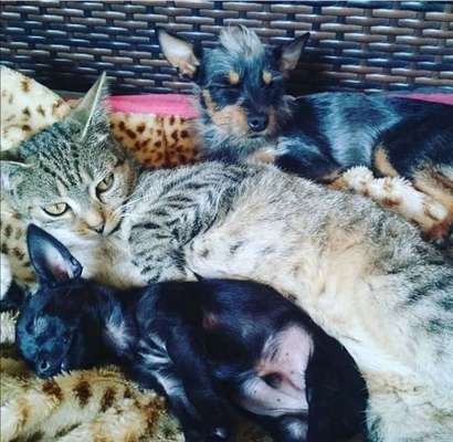 Hund und Katz Momente-Beitrag-Bild