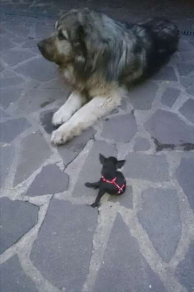 Welpen Bilder !-Beitrag-Bild