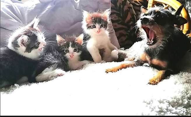 Hund und Katz Momente-Beitrag-Bild