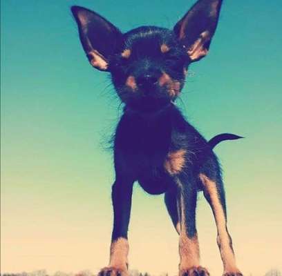 Welpen Bilder !-Beitrag-Bild