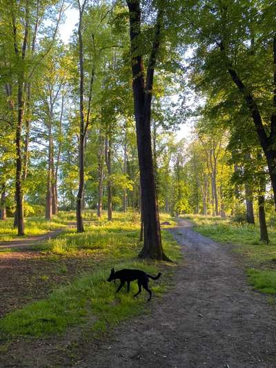 Hundeauslaufgebiet-Leutewitzer Park-Bild