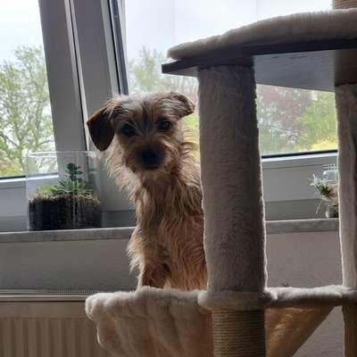 Hundetreffen-Neue Kontakte-Bild