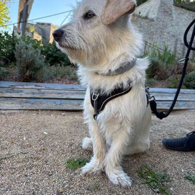 Hundetreffen-Hundefreunde Gesucht für schöne Spaziergänge-Bild