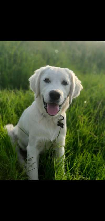 Die Dogorama Monats Challenge "Es grünt und blüht"-Beitrag-Bild