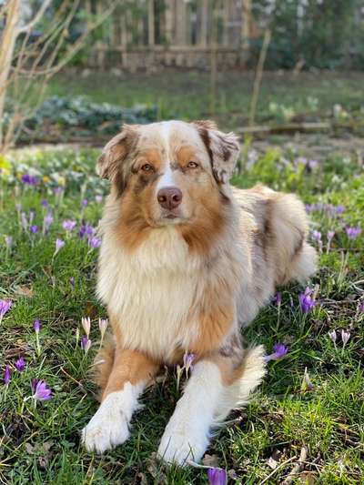 Hundetreffen-Social Walk/Australian Shepherd Treff-Bild