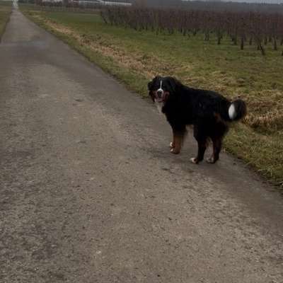 Hundetreffen-Gassi/Spielrunden mit Balou-Bild