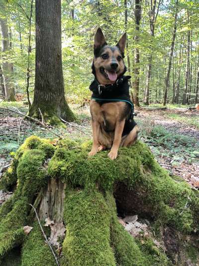 Unsere Fellnasen-Vielfalt im Überblick!-Beitrag-Bild