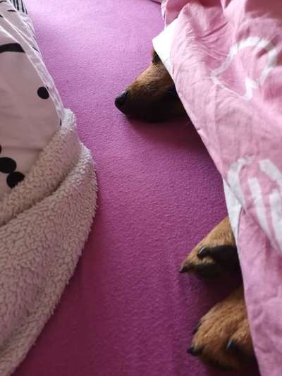 Schlafplatz im Winter-Beitrag-Bild