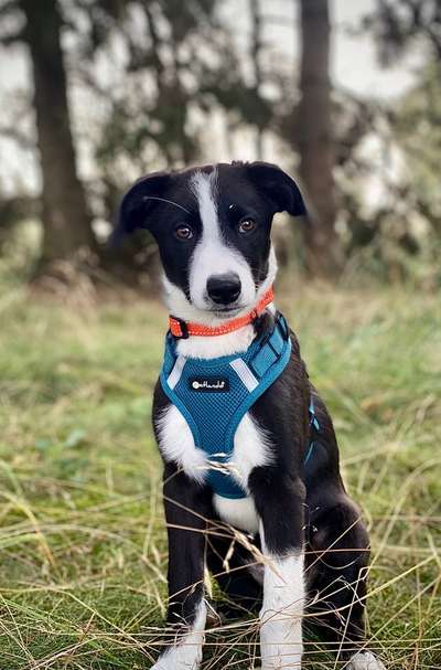 Zeigt mal eure border Collies :)-Beitrag-Bild