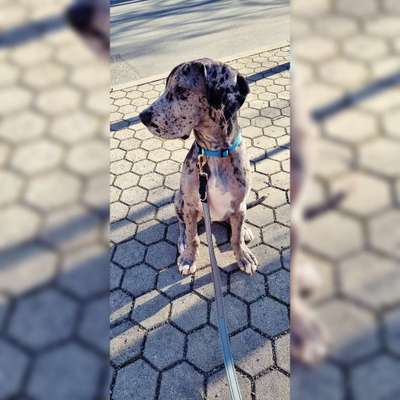 Deutsche Doggen Besitzer zeigt euch-Beitrag-Bild