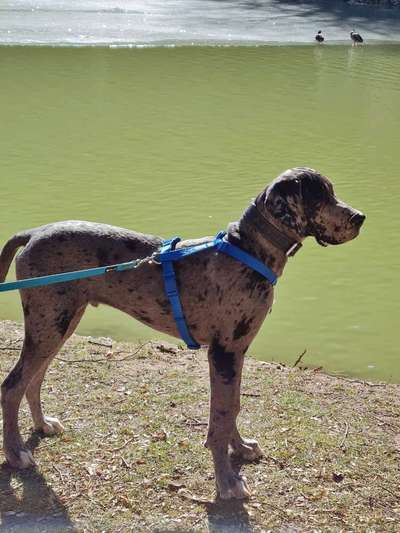 Dogorama Photo Challenge - Der Frühling kommt-Beitrag-Bild