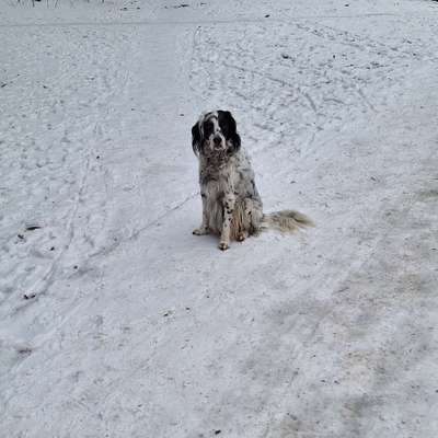 Hundetreffen-Gassi/spiel spaziergänge-Bild