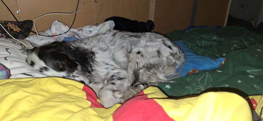 TierschutzhundeStammtisch🐕-Beitrag-Bild