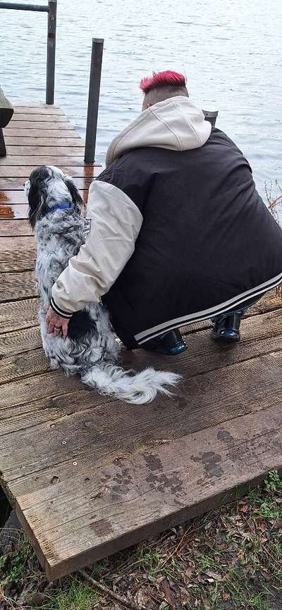 Englisch Setter?-Beitrag-Bild