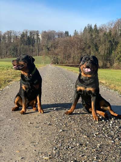 Hundetreffen-Spiel und Spass 🥰-Bild