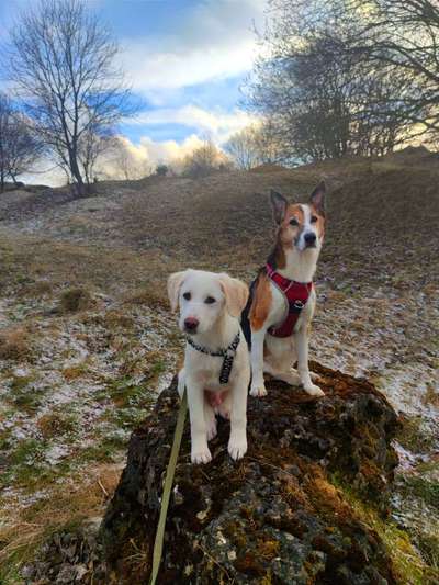 Mehrere Hunde zuhause !-Beitrag-Bild