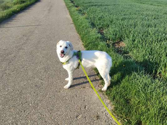 Auslandstierschutz-Beitrag-Bild