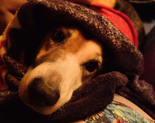 Zeigt mir die tollste Nahaufnahme von eurer Fellnase-Beitrag-Bild