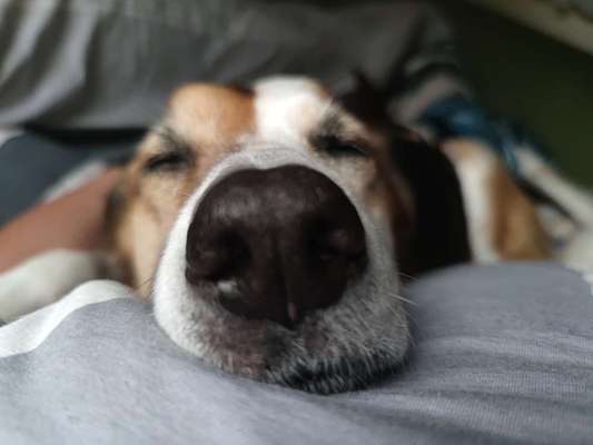 Zeigt mir die tollste Nahaufnahme von eurer Fellnase-Beitrag-Bild