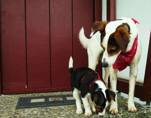 Welpen Bilder !-Beitrag-Bild