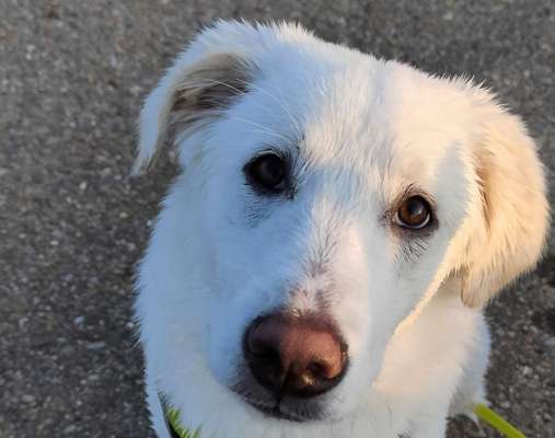 Auslandstierschutz-Beitrag-Bild