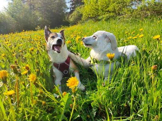 Mehrere Hunde zuhause !-Beitrag-Bild