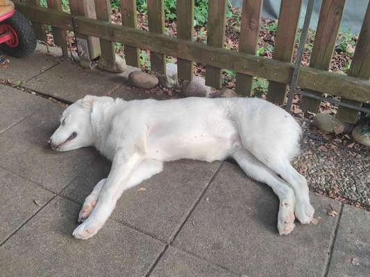 Auslandstierschutz-Beitrag-Bild