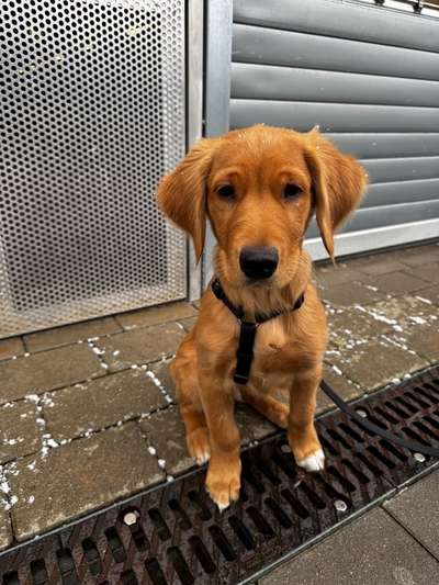 Junghund, wiederkehrender Durchfall-Beitrag-Bild