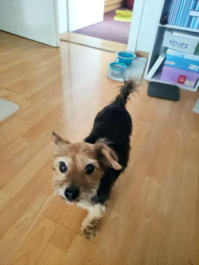 Tierheime-Tierheim Goslar-Bild