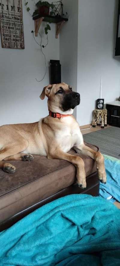 Mischlinge raten - Rätselspaß-Beitrag-Bild