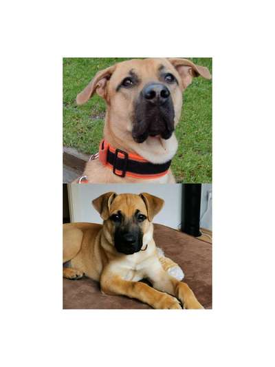 Mischlinge raten - Rätselspaß-Beitrag-Bild