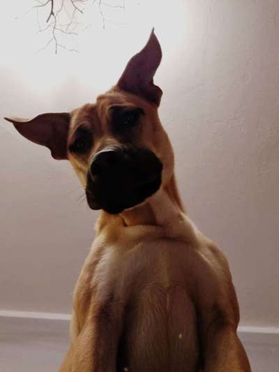 Wie heißt dein Hund?-Beitrag-Bild