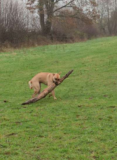 Postet das beste Foto von euren 4 beinern-Beitrag-Bild