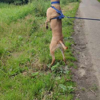 Mein Hund jagt Bienen und Hummeln-Beitrag-Bild