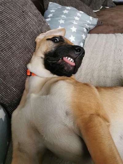 Zeige das lustigste Bild eures Hundis-Beitrag-Bild